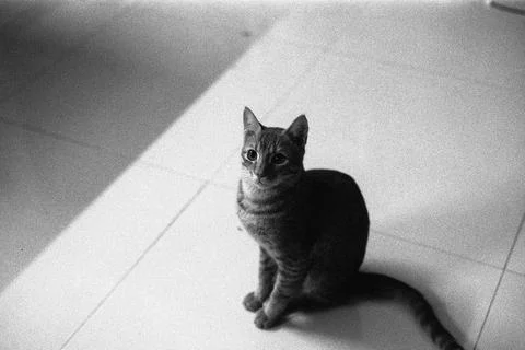 35mm Film Photograph - A curious cat Stock Photos