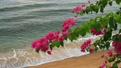 36 Bali HD P JPEG 25fps 16sec Stock Footage 2005625