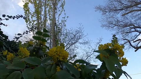 36 flowers tree birds Stock Footage 309094809