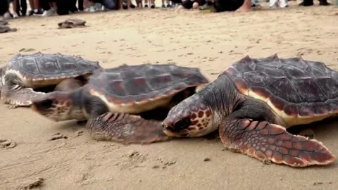 36 loggerhead turtles are released on an Elche beach after a year of care at the Video stock 318541115