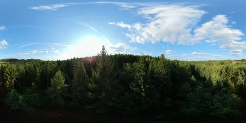360 aerial flight gliding smoothly over evergreen spruce treetops, birds eye Video stock 342423819