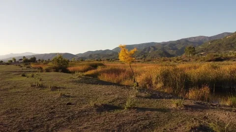 360° Aerial View of Tree with Yellow Autumn Leaves and Mountains – 4K Drone Stock Footage 319689433