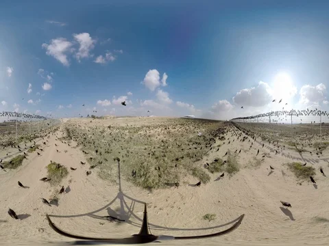 360 birds flying  in sky Stock Footage 71641992