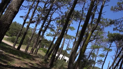 360° camera rotation through trees in forest Stock Footage 275205303