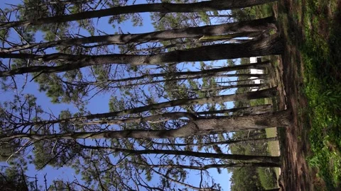 360° camera rotation through trees in forest Stock Footage 275205324