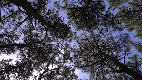 360° camera rotation through trees in forest Stock Footage 275205325
