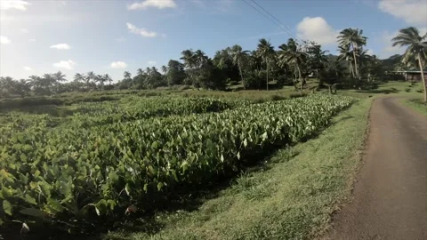360 circle turning around view  at a backroad in tropical Pacific Cook Islands 스톡 동영상 233671856
