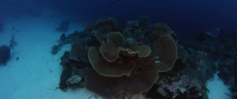 360 degree camera tracking around a large pore coral Stock Footage 83634611
