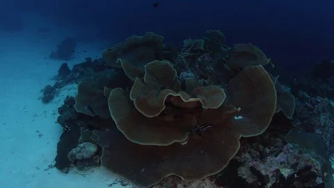 360 degree camera tracking around a large pore coral Video stock 83684459