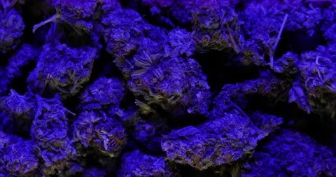 360 degree close up loop of cannabis marijuana buds in police light Stock Footage 229864066