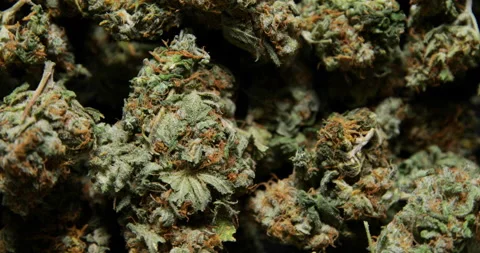 360 degree close up loop of cannabis marijuana buds Stock Footage 229866235