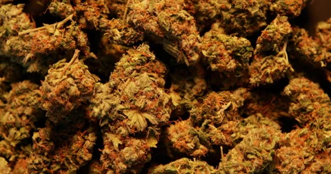 360 degree close up loop of cannabis marijuana buds in candle light Stock Footage 229866300