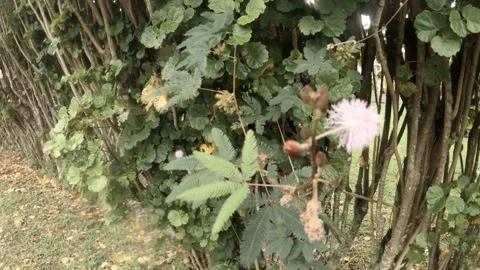 360 degree close up view of Mimosa pudica shy grass swing in wind Stock Footage 233674643