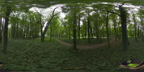 360-Degree Forest Walk Stock Footage 282002659