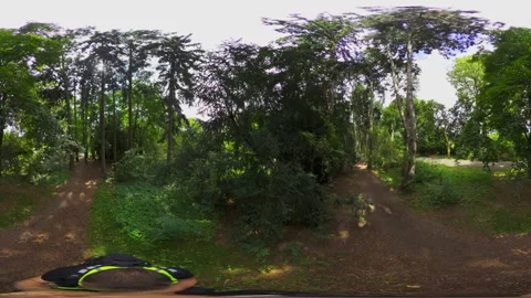 360-Degree Forest Walk Stock Footage 282681844