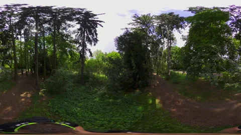 360-Degree Forest Walk Stock Footage 282713556