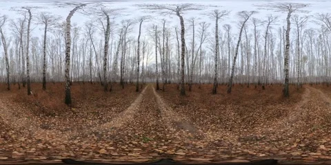 360-degree panorama showcasing a tranquil birch forest floor blanketed with Stock Footage 308232043