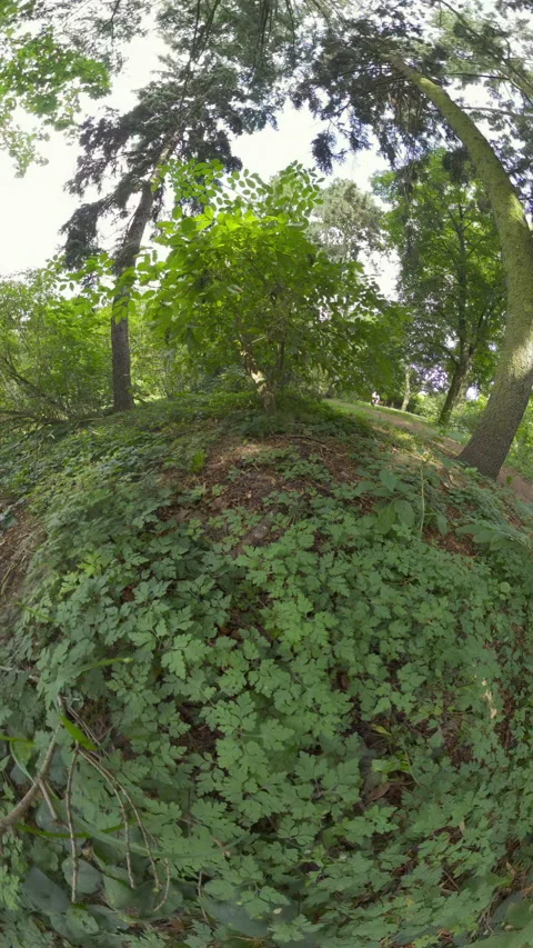 360-Degree Panoramic View of a Lush Green Forest Stock Footage 284453599