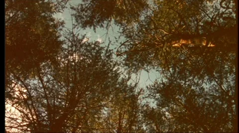 360 degree round pan in pine tree forest - retro look Stock Footage 34473292