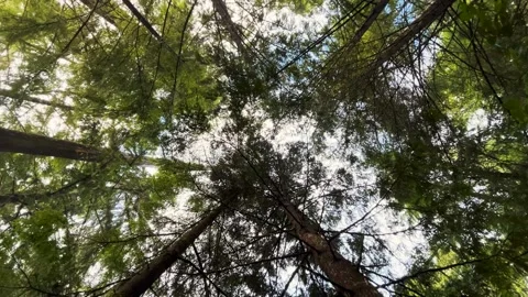 360 degree spin looking up at the tree top Stock Footage 259850599