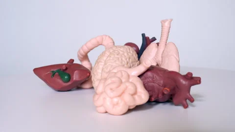 360-Degree Video of Essential Human Organ Models Stock Footage 285056670