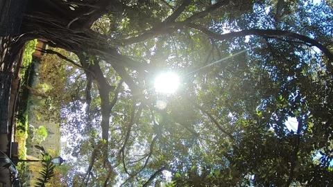 360 degree video rotation with sun going through old trees Stock Footage 145320154
