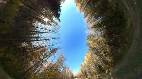 360 degree view looking straight up while driving through an autumn colored fore Stock Footage 299060349