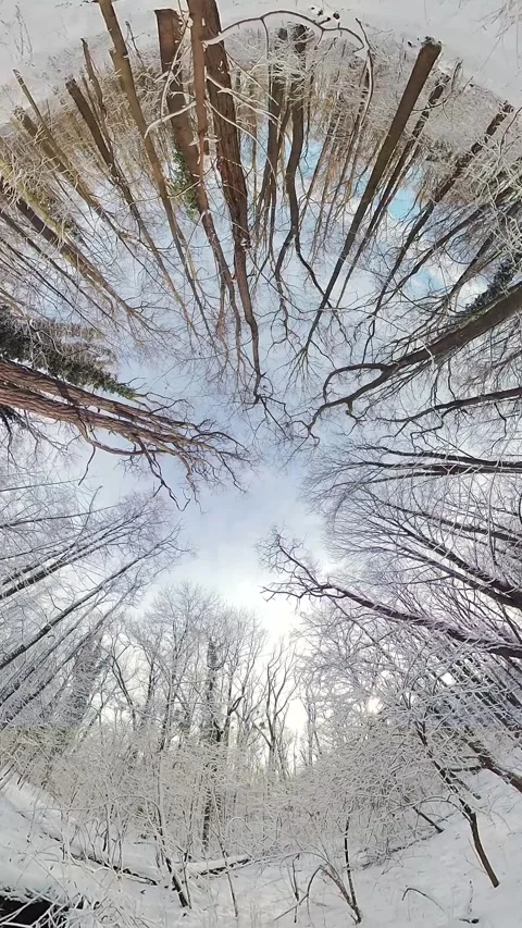 A 360-Degree View of a Snowy Forest Video stock 270438396