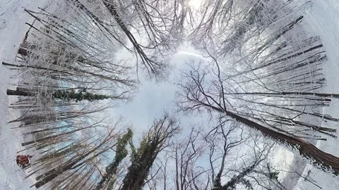 A 360-Degree View of a Snowy Forest Stock Footage 276641879