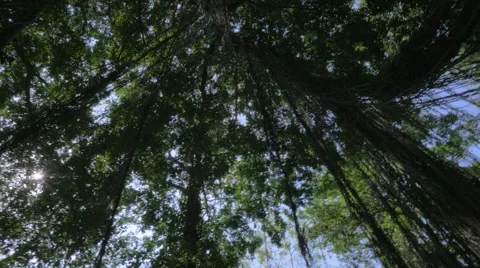 360 degree view of the tropical forest canopy in the jungle of Ubud, Bali Video stock 56053071
