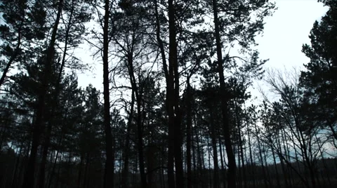 360 Degrees Around the Trees in the Forest 스톡 동영상 61002679