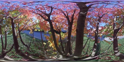 360 Degrees Autumn Foliage Tree, Sun Shining, Low Angle View Stock Footage 163664966