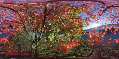 360 Degrees Inside Autumn Colored Foliage Bush, View Of Residential Neighborhood Stock Footage 163893564