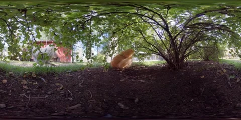360 Degrees Low Angle View Of Chickens, Farm Animal Concept, Slow Pan Video stock 160685240