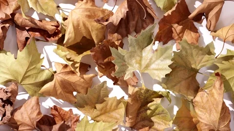 360 degrees rotation of a harmonious scattering of dry maple leaves in brow.. Stock Footage 294822551