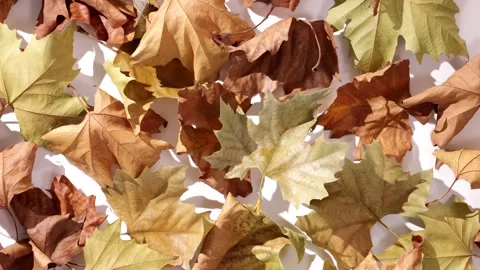 360 degrees rotation of a harmonious scattering of dry maple leaves in brow.. Vídeo Stock 294822622