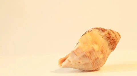 360 degrees sea shell 스톡 동영상 21263632