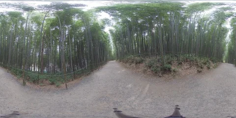 360 degrees spherical panorama of bamboo forest in Damyang. Stock Footage 112805599