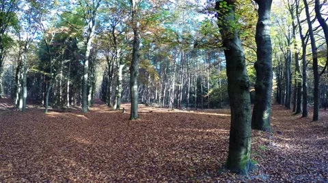 360 Degrees turn in a very old forest showing the tree paths 4k Stock Footage 56627734