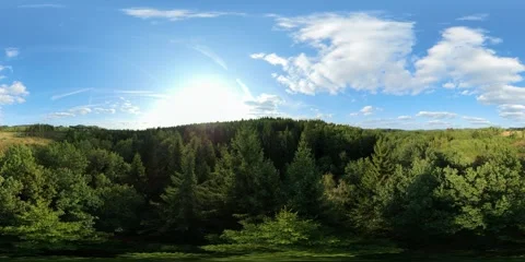 360 drone flythrough weaving through dense spruce tree canopy in sunny forest. Vídeo Stock 342421246
