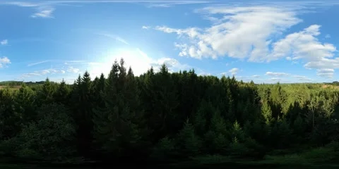 360 drone POV with bright sunbeams breaking through tall spruce branches. Vídeo Stock 342424461