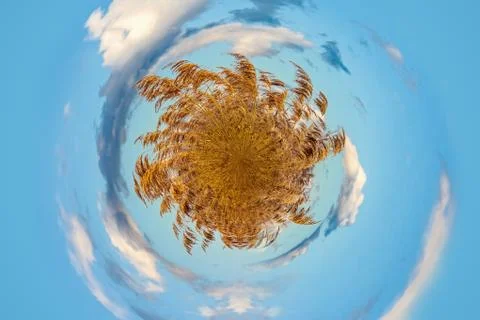 360 dry grass Stock Photos