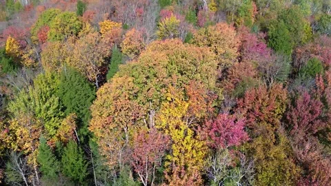 360 foret automne 1 Stock Footage 253158426