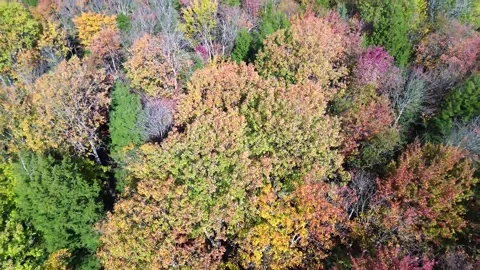 360 foret automne 2 Stock Footage 253158415