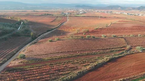 360° Low-Altitude Drone Shot Over Vineyard with Horizon View Stock Footage 313659901