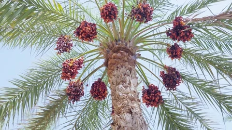 360 Palm Tree with Fresh Dates on it Stock Footage 196002053