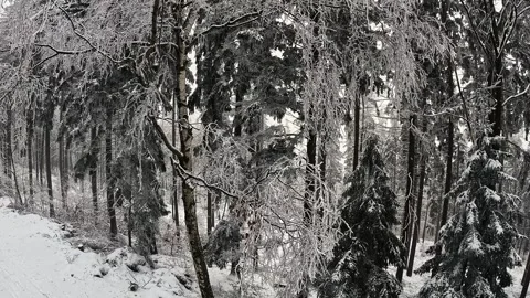 360 panorama of a winter forest Stock Footage 317336977