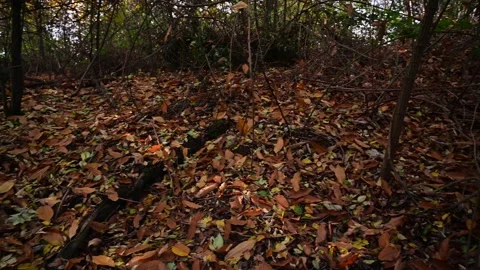 360 panoramic view of autumn forest trees and leaves Stock Footage 167382668