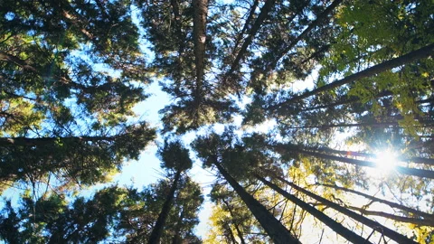 360 roll rolling shot of West Virginia Gaudineer knob mountain pine forest Vidéo 154181856