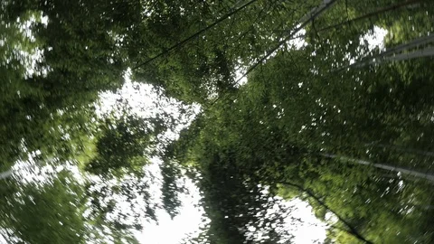 360 rotating movement in bamboo forest Stock Footage 104516951